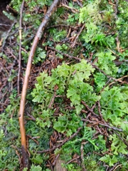 Trichocolea tomentella