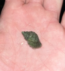 Nucella canaliculata