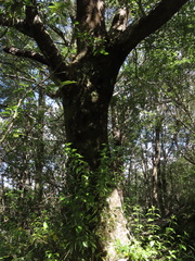 Nothofagus fusca