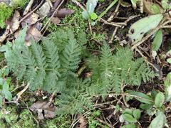 Leptopteris hymenophylloides
