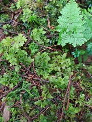 Trichocolea tomentella