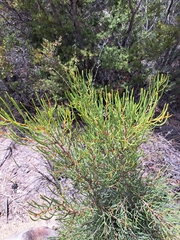 Hakea rostrata