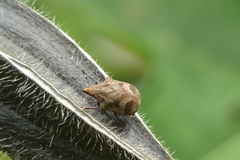 Hotea curculionoides