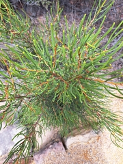 Hakea rostrata