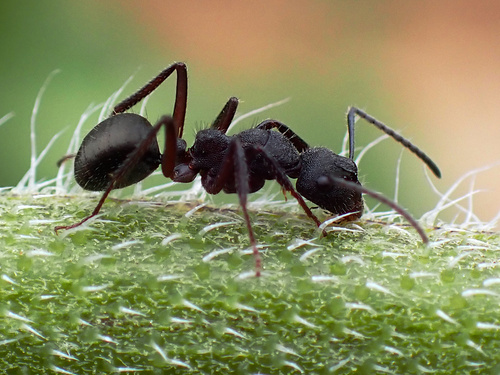 怀特弓背蚁Camponotus whitei