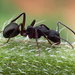 Camponotus whitei - Photo (c) cinclosoma, some rights reserved (CC BY-NC), uploaded by cinclosoma
