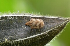 Hotea curculionoides