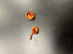 Hygrocybe cantharellus