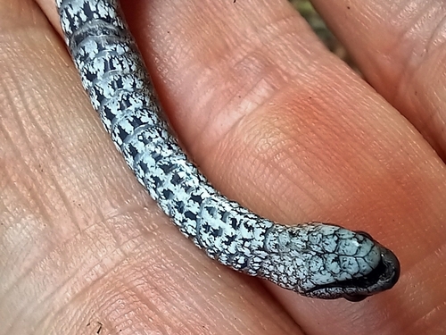 Zimbabwean Slug-Eater