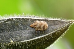 Hotea curculionoides