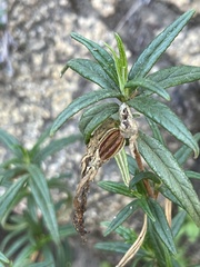Diplacus