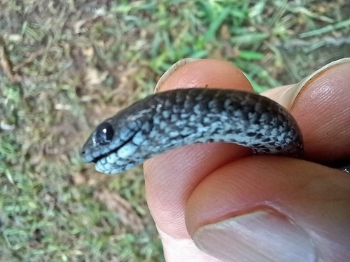 Zimbabwean Slug-Eater
