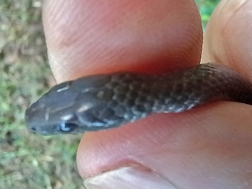 Zimbabwean Slug-Eater