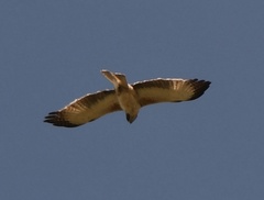 Hieraaetus morphnoides