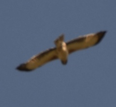 Hieraaetus morphnoides