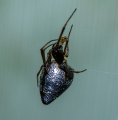 Argyrodes antipodianus