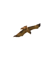 Hieraaetus morphnoides