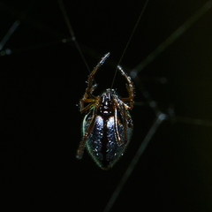 Argyrodes antipodianus