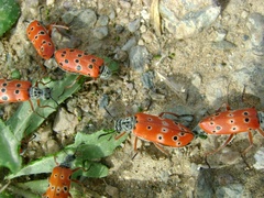 Mylabris undecimpunctata