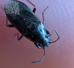 Stygnocoris fuligineus