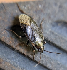 Stygnocoris fuligineus