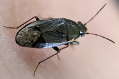 Stygnocoris fuligineus