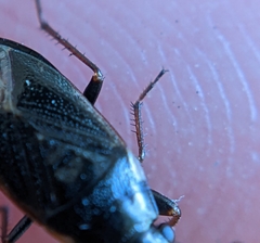 Stygnocoris fuligineus