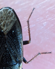 Stygnocoris fuligineus