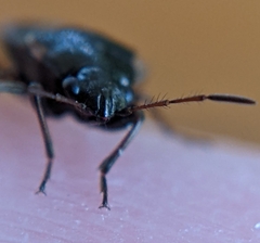 Stygnocoris fuligineus