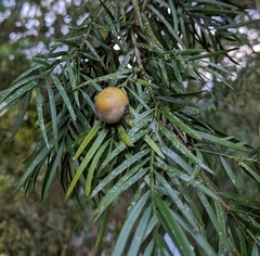 Podocarpus