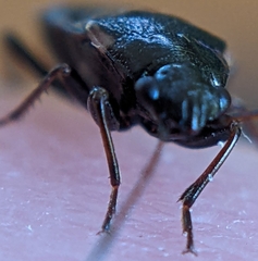 Stygnocoris fuligineus