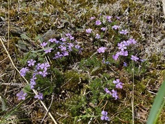 Phlox diffusa