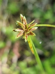Cyperus laevis