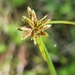 Cyperus laevis - Photo (c) Reece Taverner, some rights reserved (CC BY-ND), uploaded by Reece Taverner