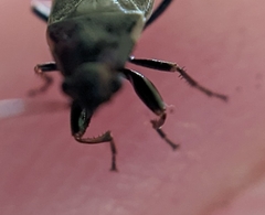Stygnocoris fuligineus