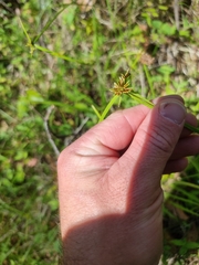 Cyperus laevis