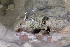 Aquilonastra