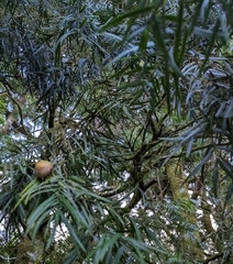 Podocarpus
