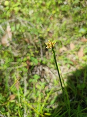 Cyperus laevis