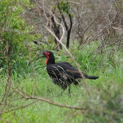 Bucorvus leadbeateri