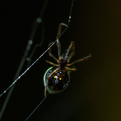 Argyrodes antipodianus