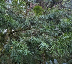 Podocarpus
