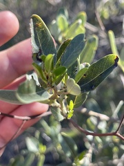 Ceanothus spinosus