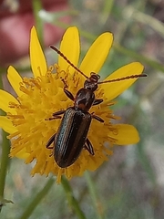 Neoeutrapela