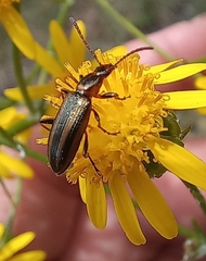 Neoeutrapela