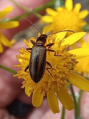 Neoeutrapela