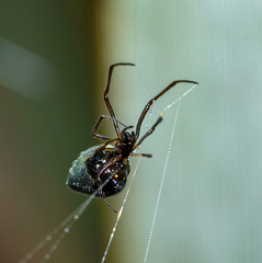 Argyrodes antipodianus