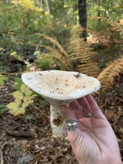 Lactifluus deceptivus