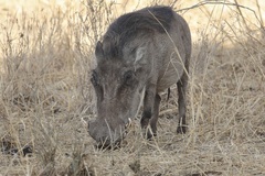 Phacochoerus africanus massaicus
