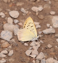 Tharsalea nivalis